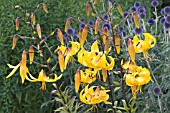 LILIUM CITRONELLA