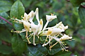 LONICERA LITTLE BABY