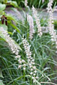 PENNISETUM TALL TAILS