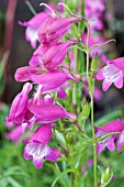 PENSTEMON SUNSET RUBY