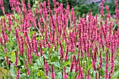 PERSICARIA ATROSANGUINEA