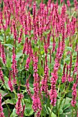 PERSICARIA ATROSANGUINEA