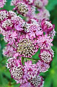 ASTRANTIA MAJOR RUBRA