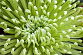 CHRYSANTHEMUM ANASTASIA GREEN