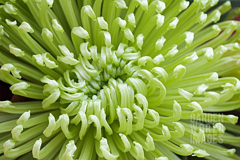 CHRYSANTHEMUM_ANASTASIA_GREEN