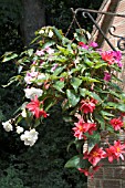 HANGING BASKET WITH BEGONIAS