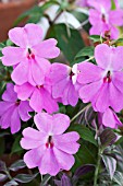 IMPATIENS FANFARE LAVENDER