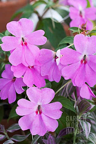 IMPATIENS_FANFARE_LAVENDER