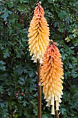 KNIPHOFIA TAWNY KING