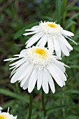 LEUCANTHEMUM X SUPERBUM WIRRAL SUPREME