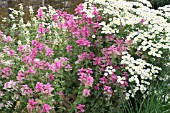 SALVIA HORMINIUM & TANACETUM PARTHENIUM