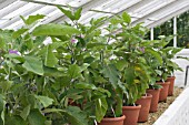 SOLANUM MELONGENA, AUBERGINE PLANTS