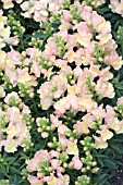 ANTIRRHINUM PEACHES & CREAM