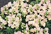 ANTIRRHINUM PEACHES & CREAM