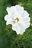 COSMOS PSYCHE WHITE