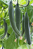 CUCUMIS SATIVUS TIFFANY F1, CUCUMBER