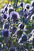 ERYNGIUM PLANUM