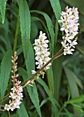 FRANCOA SONCHIFOLIA