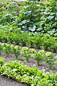 MIXED VEGETABLES IN PLOT