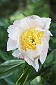 PAEONIA WHITE WINGS