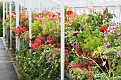 PELARGONIUM COLLECTION