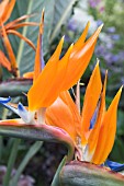 STRELITZIA REGINAE