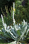 VERBASCUM BOMBYCIFERUM