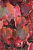 VITIS COIGNETTIAE FOLIAGE