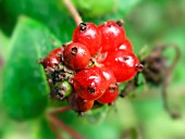 LONICERA PERICLYMENUM (HONEYSUCKLE) FRUIT