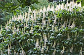 AESCULUS PARVIFLORA