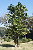 CARYOTA MITIS