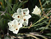 DIETES BICOLOR