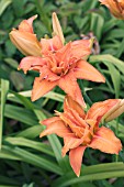 HEMEROCALLIS FULVA KWANSO