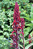 LOBELIA TUPA