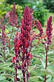 LOBELIA TUPA