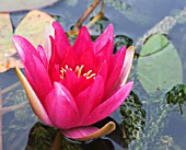 NYMPHAEA LAYDECKERI FULGENS