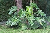 PHILODENDRON BIPINNATIFIDUM