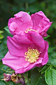 ROSA RUGOSA SCABROSA