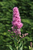 SPIREA SALICIFOLIA