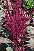 AMARANTHUS TORCH