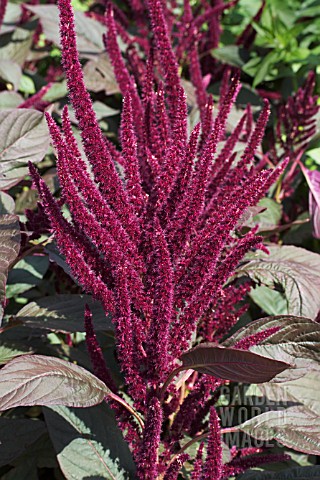 AMARANTHUS_TORCH