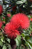 CALLIANDRA EMARGINATA