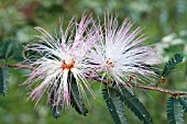 CALLIANDRA HAEMATOCEPHALA