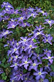 CLEMATIS PETIT FAUCON (EVISIX)