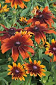 RUDBECKIA INDIAN SUMMER