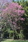 TABEBUIA HEPTAPHYLLA