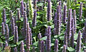 AGASTACHE FOENICULUM