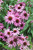 ECHINACEA MAGNUS