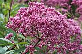 EUPATORIUM  MACULATUM ATROPURPUREUM