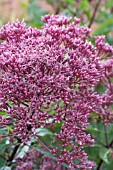 EUPATORIUM  MACULATUM ATROPURPUREUM